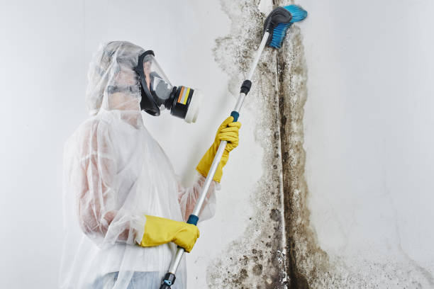 Best Mold Removal for HVAC Installations in Matheny, CA