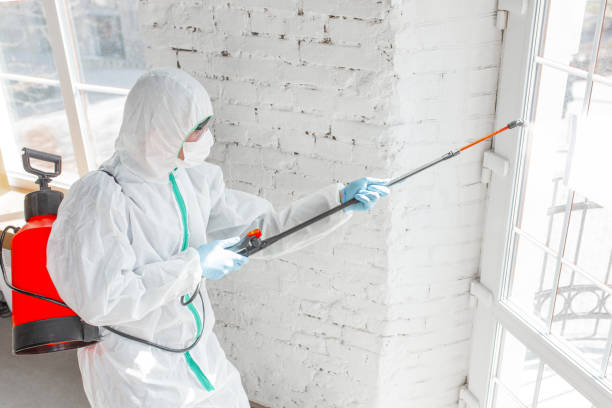 Best Mold Odor Removal Services in Matheny, CA