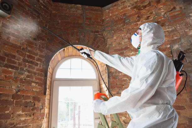 Why You Should Choose Our Mold Remediation Services in Matheny, CA